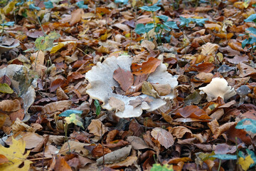 Netherlands. Autumn leaves and mushrooms o in public garden