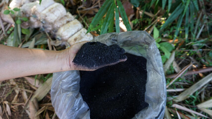 Hand grips black chaff for foundation planting holes in the garden.