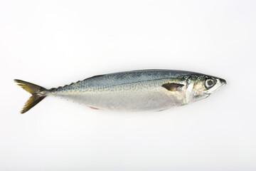 mackerel isolated on white background - obrazy, fototapety, plakaty