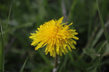 Dandelion (Taraxacum) in the grass. In sunny weather. Background