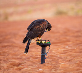 The Harris's hawk also known as the bay-winged hawk or dusky hawk in the Arabian desert in United...