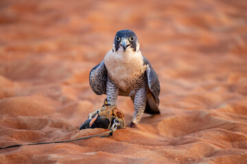 Falcon feeding on prey at an Arabian falcon show in Abu Dhabi, United Arab Emirates