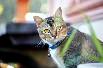 Gray tabby cat 