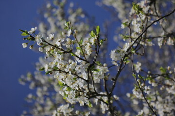 blooming cherry plum against the background of a bright blue spring sky. White flowers on a branch. Prunus cerasifera. Clouds.