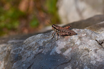 Gewöhnliche Gebirgsschrecke (Podisma pedestris)	