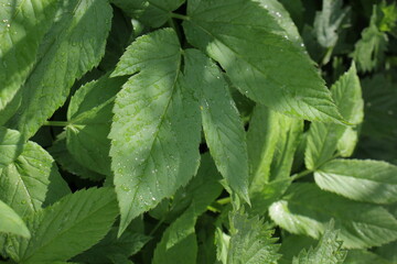 Grass, plants after rain. Green. Nature, park, flora. Texture for the background. Flowers and plants with raindrops in the garden.