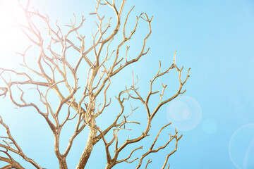 Christmas Tree Branch