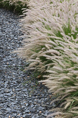 Graminée Pennisetum alopecuroides Cassian	 et paillage d'ardoise