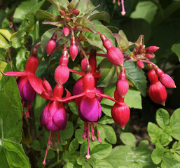 Obraz premium Fuchsia 