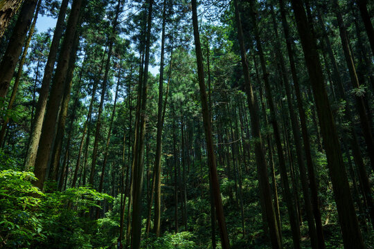 森の中 © karikarikun