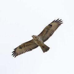 Common buzzard