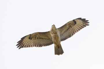 Common buzzard