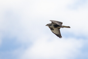 Common buzzard