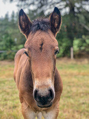 Fototapeta premium Pferde 14