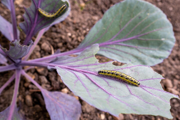 The caterpillars of the cabbage butterfly larvae eat the leaves of the red cabbage. Pests in garden...