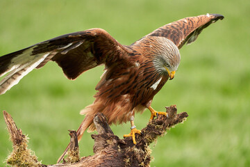 Red kite land on a stump, wings spread. green colors, front view, bird of prey, animal themes