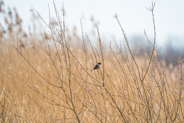 Singing bird, Reed Bunting sitting on a branch. Small bird with a black head in the yellow reeds and bushes