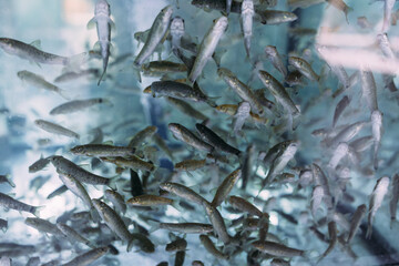 Lots of small garra rufa fish in a fish pilling aquarium or fish spa