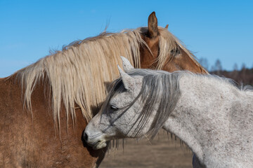 Two horses scratching each other head to head