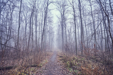 Misty landscape, foggy november forest, autumn garden