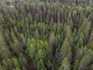 Areal bird eye drone photo of forest.