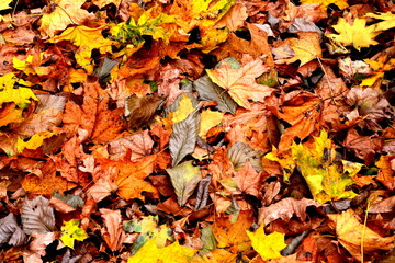 Multicolored carpet of fallen leaves in the autumn forest