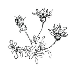 Vector ink rough sketch of the garden flower