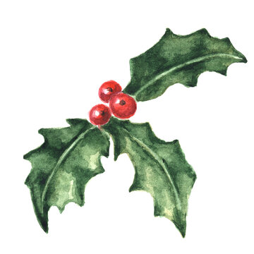 Watercolor hand drawn holly leaves and berries isolated on white.