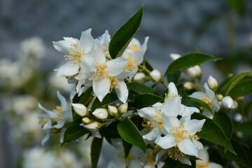 The flowers and buds of Philadelphus in the raindrops