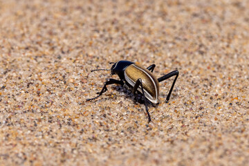 Ein Wüstenkäfer läuft auf Sand in der Namib