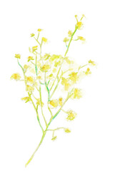 水彩イラスト素材：オンシジウム（オンシジューム）　黄色い花　Oncidium