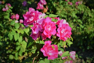 pink flowers in a garden