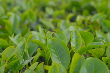 green leaves of a tree