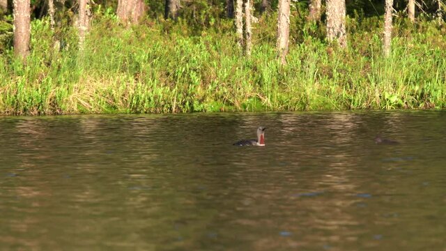 Tripod telezoom shot of an adult Red-throated loon or Gavia stellata and her two chicks, swimming on a lake in the wilderness.