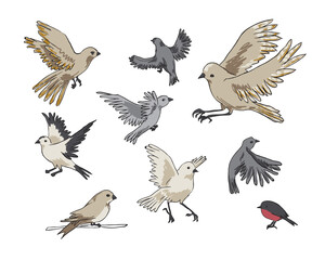 Vector color illustration set of nine birds in different poses and angles