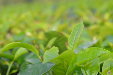 green leaves of a tree