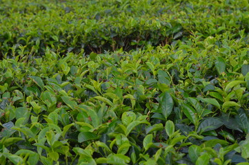 green leaves of a tree