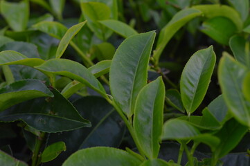 green leaves of a tree