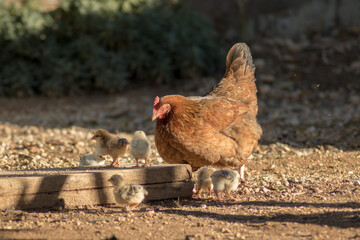 Mother hen with her chicks in a country house