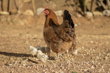 Mother hen with her chicks in a country house