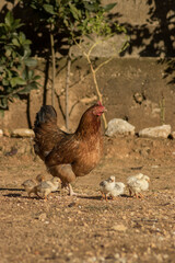 Mother hen with her chicks in a country house