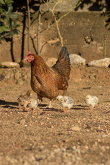 Mother hen with her chicks in a country house