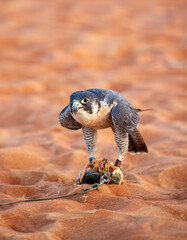 Falcon feeding on prey at an Arabian falcon show in Abu Dhabi, United Arab Emirates
