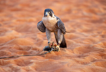 Falcon feeding on prey at an Arabian falcon show in Abu Dhabi, United Arab Emirates