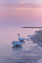 Łabędzie o wschodzie słońca © Marta