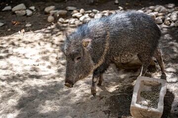 A Chacoan Peccary in Palm Springs, California