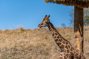 A long slender giraffe in Palm Springs, California