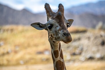 A long slender giraffe in Palm Springs, California