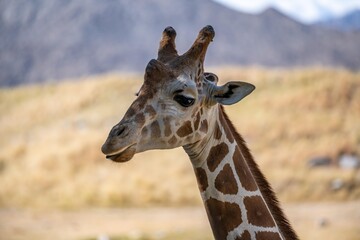 A long slender giraffe in Palm Springs, California