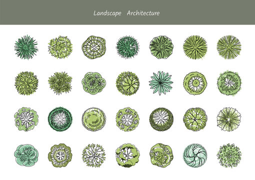 A set of diverse tree species from above for park plans and infographics. Landscape Architecture.